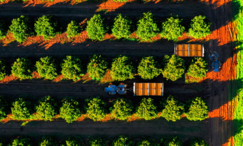 Crop harvesting in orange orchard. Overhead view